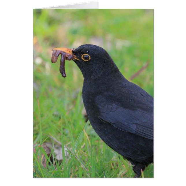 Amsel (Vorne)