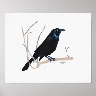 Amsel 8x10 Druck Poster