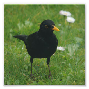 Amsel auf englischem Rasen Fotodruck