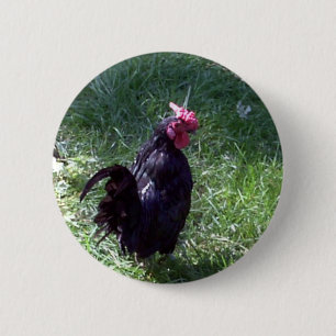 Amsel der schwarze Hahn Button