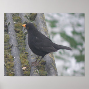 Amsel-Druck Poster