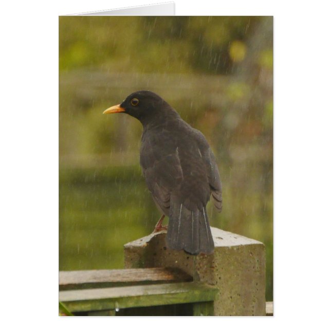 Amsel-Karte (Vorne)