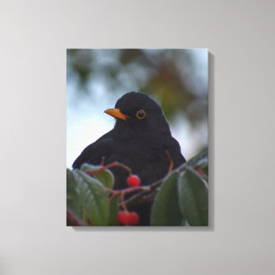 Amsel Leinwanddruck