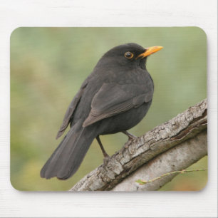 Amsel Mousepad