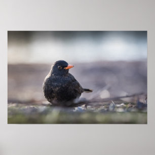 Amsel Poster