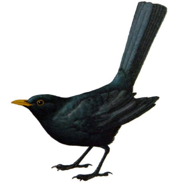 Amsel-Skulptur Freistehende Fotoskulptur (Vorne)
