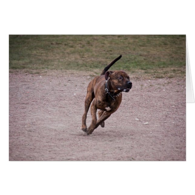 Amstaff (Vorderseite (Horizontal))