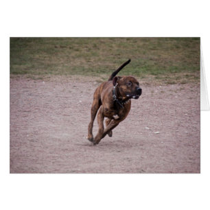 Amstaff