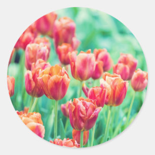 Amsterdam Tulpen Florales Foto Sticker
