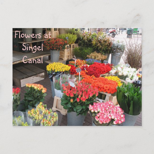 Amsterdamer Blume Postkarte (Vorderseite)