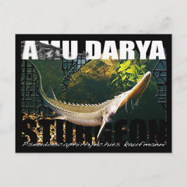 Amu Darya Sturgeon Postcard Postkarte