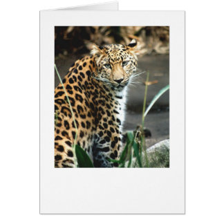 Amur-Leopard