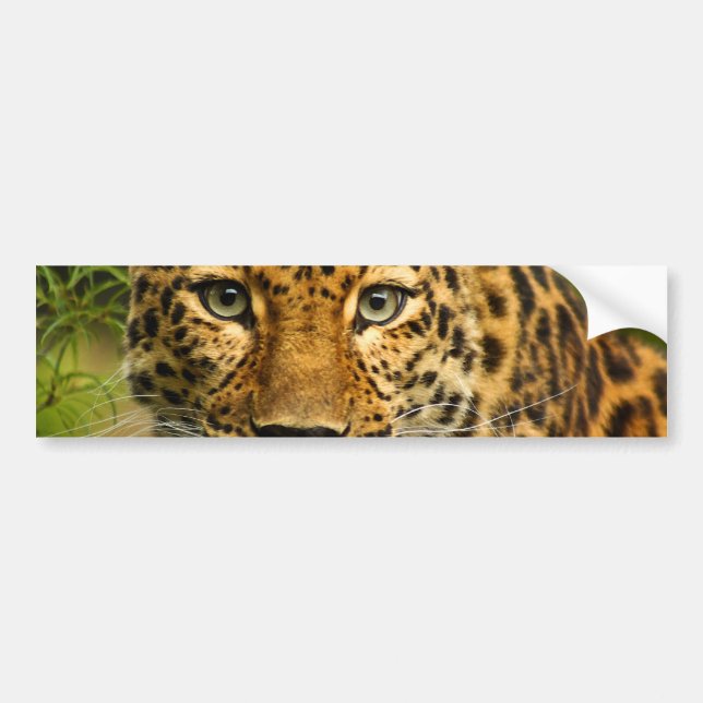 Amur-Leopard Autoaufkleber (Vorne)
