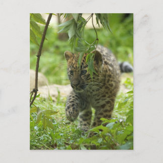 Amur Leopard Cub Postkarte