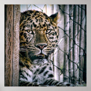 Amur Leopard Exotic Zootier Poster