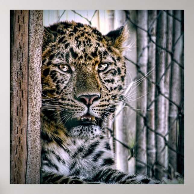 Amur Leopard Exotic Zootier Poster (Vorne)