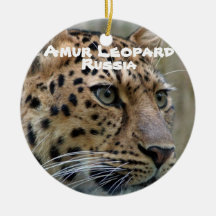 Amur Leopard, gefährdete Arten