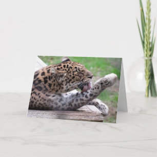 Amur Leopard Grußkarte Karte