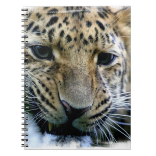 Amur-Leopard-Notizbuch Notizblock
