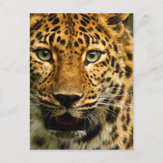 Amur Leopard Postkarte