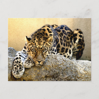 Amur Leopard Postkarte