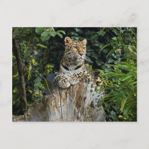 Amur Leopard Postkarte