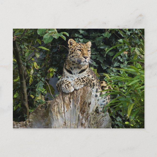 Amur Leopard Postkarte (Vorderseite)