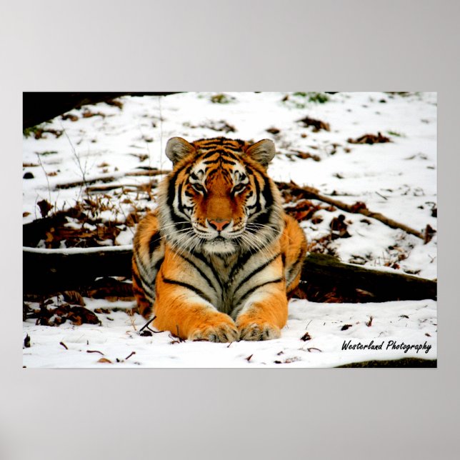 Amur Stare - Mara the Amur Tiger Poster (Vorne)