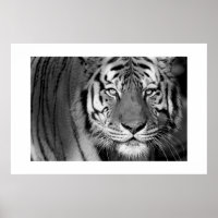 Amur Tiger #1