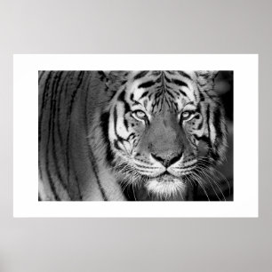 Amur Tiger #1 Poster