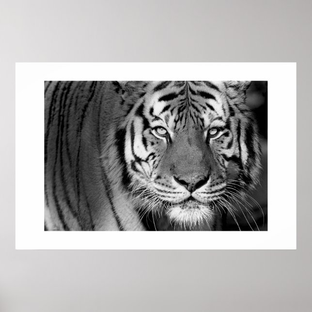Amur Tiger #1 Poster (Vorne)