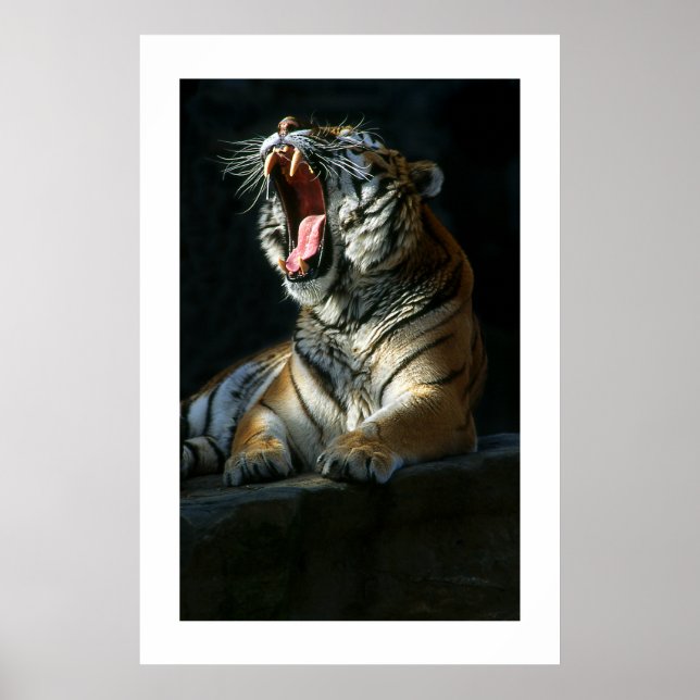 Amur Tiger #7-Poster Poster (Vorne)