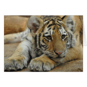 Amur-Tiger CUB