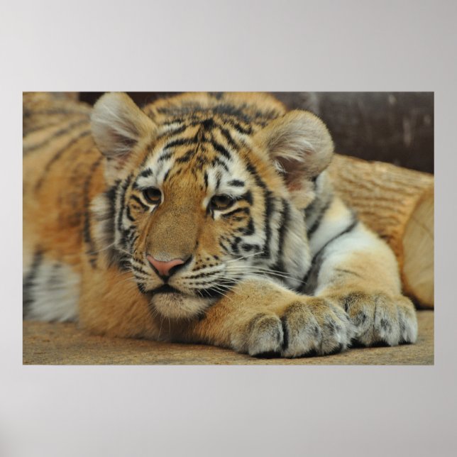 Amur Tiger Cub Poster (Vorne)