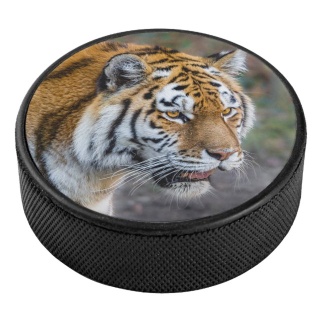 Amur tiger eishockey puck (3/4)
