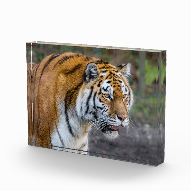 Amur tiger fotoblock (Rechts)