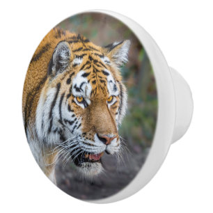 Amur tiger keramikknauf