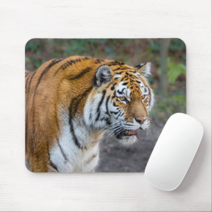 Amur tiger mousepad