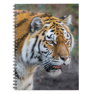 Amur tiger notizblock