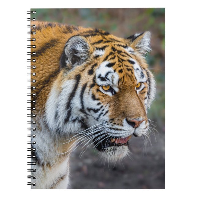 Amur tiger notizblock (Vorderseite)