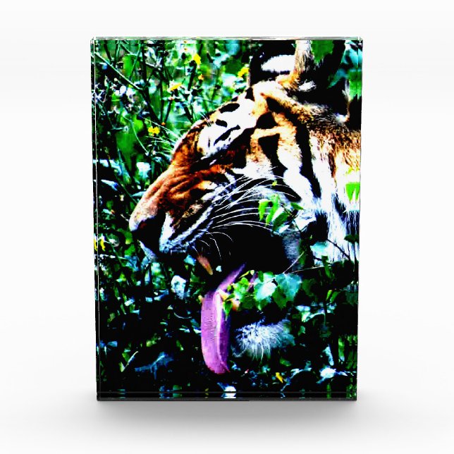 Amur Tiger pbm Fotoblock (Vorderseite)
