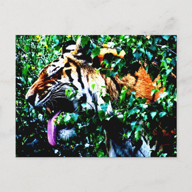 Amur Tiger pc arc4 Postkarte (Vorderseite)
