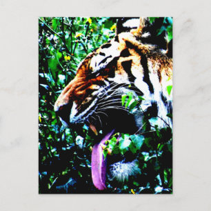 Amur Tiger pccnm Postkarte