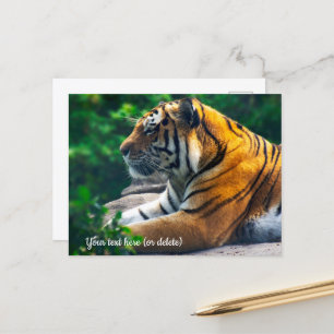 Amur Tiger Postcard Postkarte