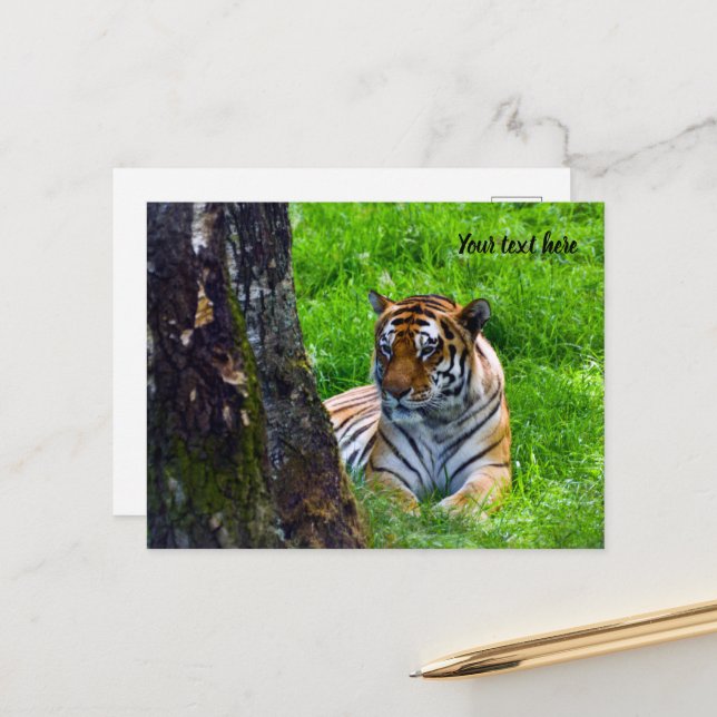 Amur Tiger Postcard Postkarte (Vorderseite/Rückseite Beispiel)