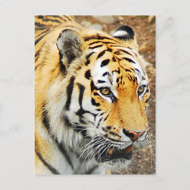 Amur Tiger Postkarte (Vorderseite)