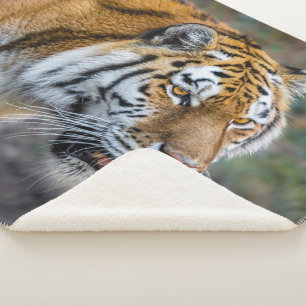 Amur tiger sherpadecke