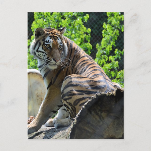 Amur Tiger (sibirisch) Postkarte (Vorderseite)