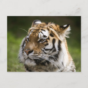 Amur Tiger Species Info Postkarte
