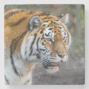 Amur tiger steinuntersetzer